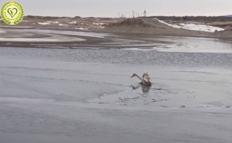 На Сахалине два дня пытаются поймать раненного лебеденка, оставленного семьей telegram-канале фонда "Зеленый Сахалин"