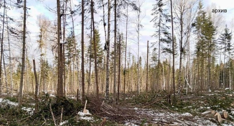 Прокуратура потребовала взыскать более 140 тысяч за незаконную рубку леса в Ангарске Прокуратура Иркутской области