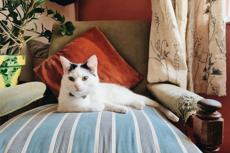 Не 15 и не 20 лет: сколько на самом деле живут коты - хозяева будут в шоке от цифр Matthew Halmshaw/unsplash
