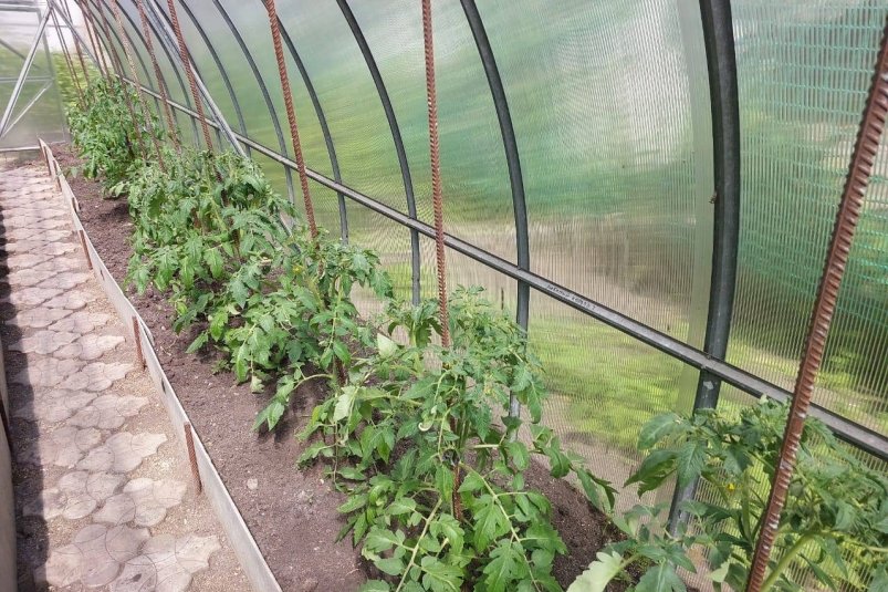 Агрономы поставили точку в вопросе: нужно ли закрывать теплицу на зиму или нет ИА StolicaMedia