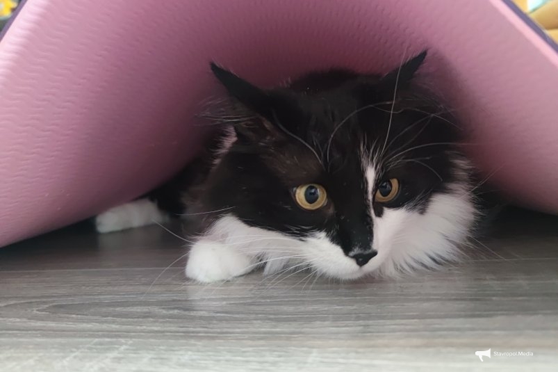 Переживут даже хозяина: 3 породы кошек, которые будут рядом минимум 15 лет ИА Stavropol.Media