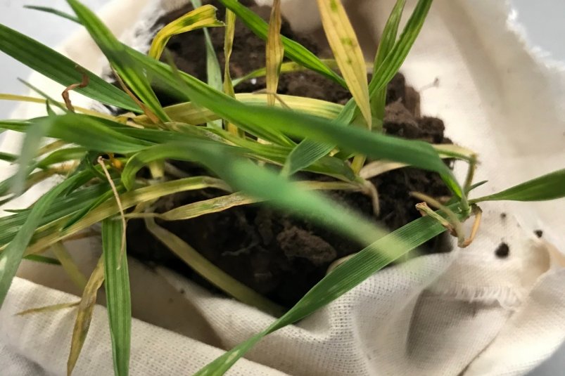 Гербициды в почве могли повлиять не пожелтение пшеницы на Ставрополье пресс-служба ставропольского филиала Россельхозцентра