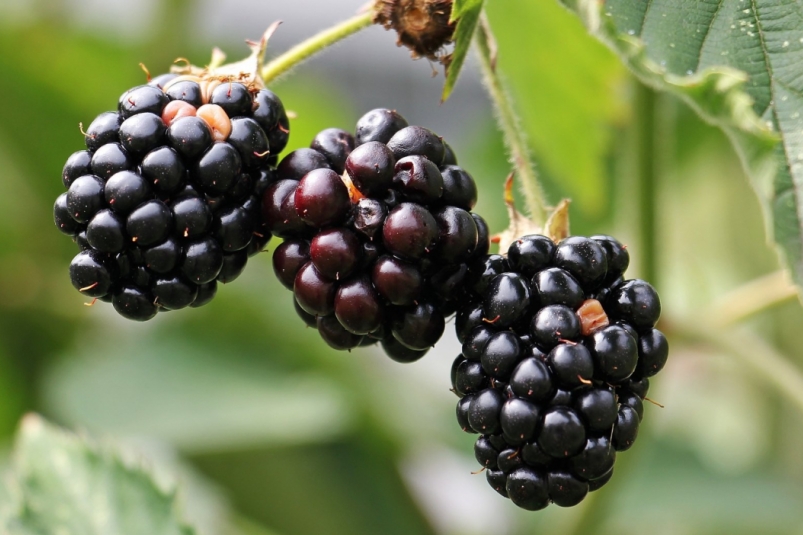 Тематическое фото pxhere.com (18+)