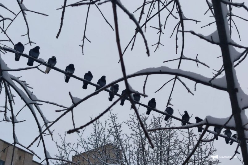 Будет ли зима на Ставрополье самой холодной за 250 лет – мнение синоптика ИА Stavropol.Media