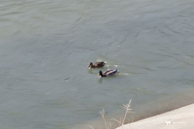 Водоём в Невинномысске ИА Stavropol.Media