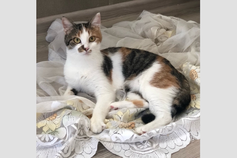 Капитошка Из архива Е. Воиновой