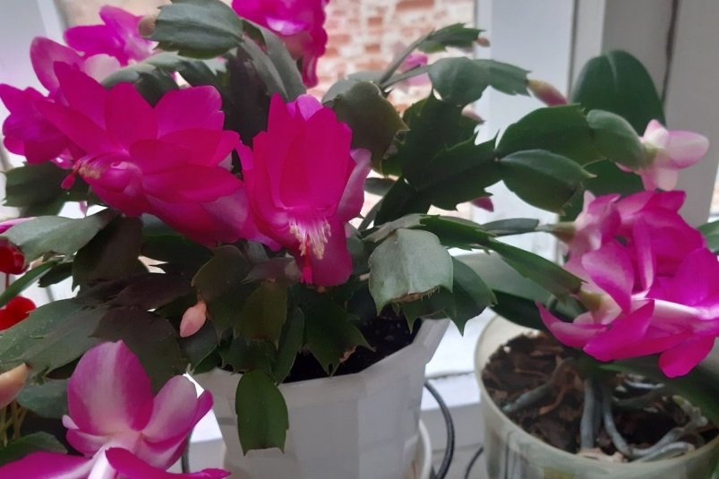 Зимняя сказка на подоконнике: декабрист цветет, как никогда - простой уход в только ноябре ИА SochiMedia