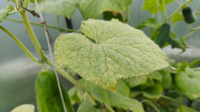 Мучнистая роса Автора