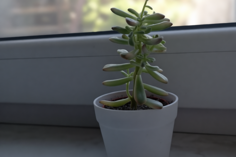 Посадила в ноябре три растения – и моя квартира преобразилась: удача, мир и благополучие теперь здесь фото автора