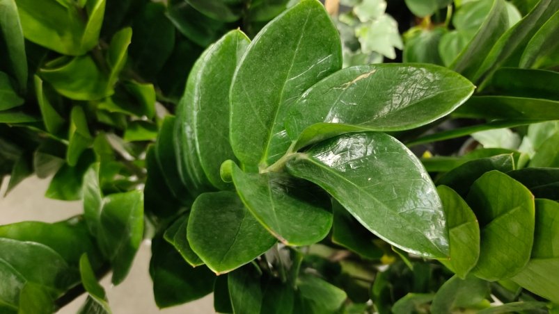 Замиокулькас Автора