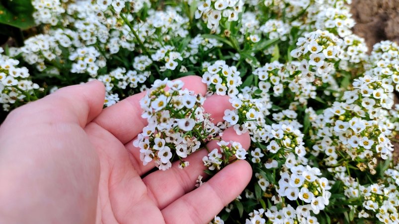 Алиссум Автора