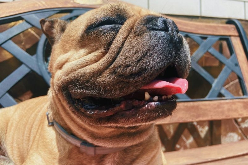 Ни сложностей, ни стресса: 5 самых послушных пород собак - рейтинг кинологов 2025 фото автора