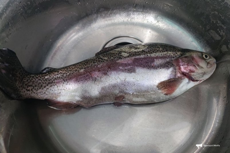 Как легко почистить рыбу за 1 минуту: лайфхак без ножа ИА Stavropol.Media