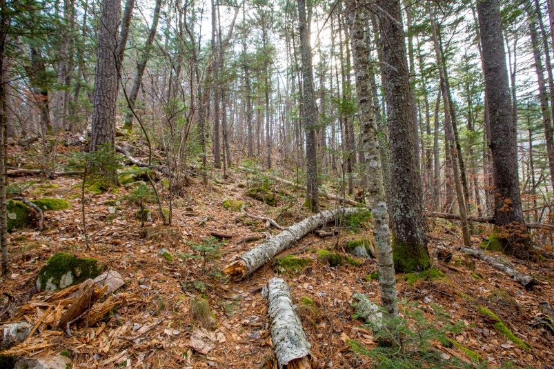 Тематическая иллюстрация ИА PrimaMedia