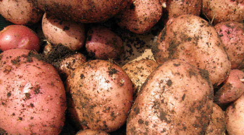 Тематическое фото pxhere.com