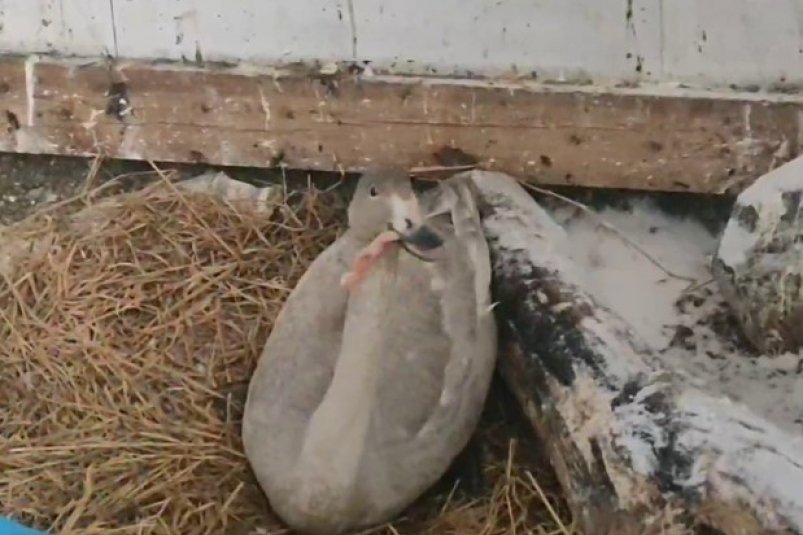 Раненого лебеденка спасли на Сахалине Telegram-канал фонда "Зеленый Сахалин"