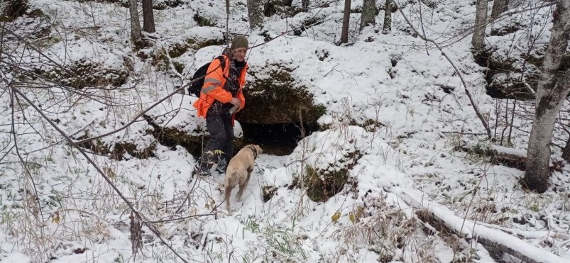 Кинолог предположил, почему корги не вывела Усольцевых из леса "Лиза Алерт"
