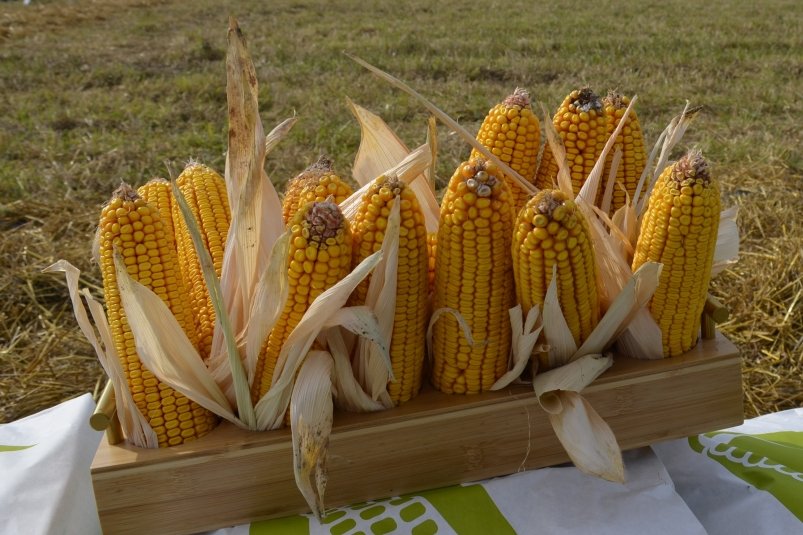 До декабря продолжится сбор кукурузы Евгения Микушина, ИА UssurMedia