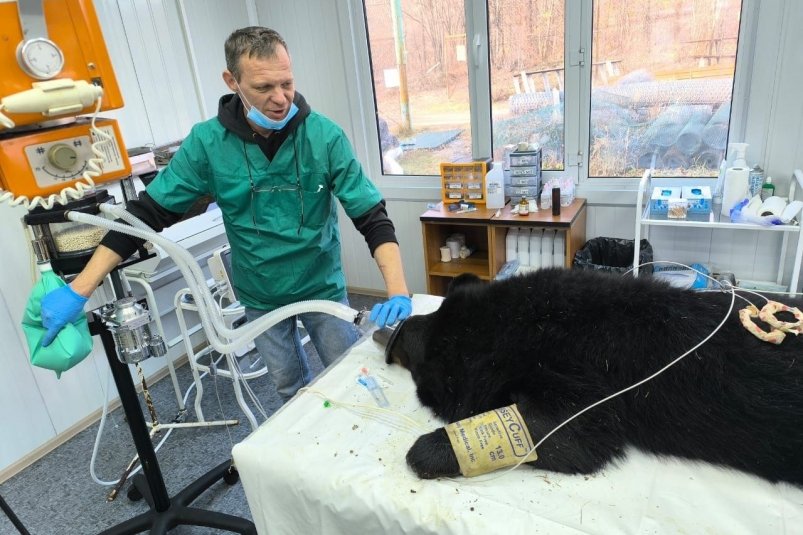 Медведя осмотрели ветеринары Tg-канал (18+) МРОО "Центр Тигр"