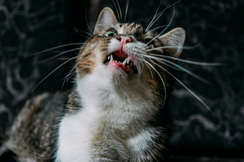 Усатый хулиган: почему кошка бросается в ноги - что категорически нельзя делать в ответ Shahmie Mahmoud/unsplash