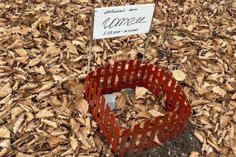 Стихийное кладбище домашних животных Анна Франц