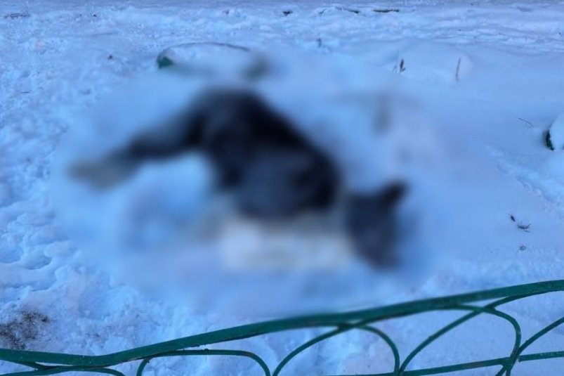 Животное ГУ МВД России по региону