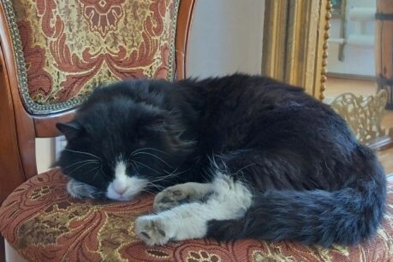 Кот Миша группа Нерчинского музея в "ВК" (18+)