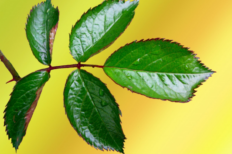 Тематическое фото pxhere.com