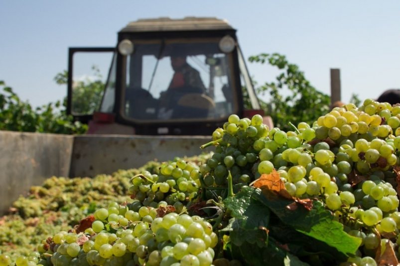 Сбор винограда Пресс-служба правительства Севастополя