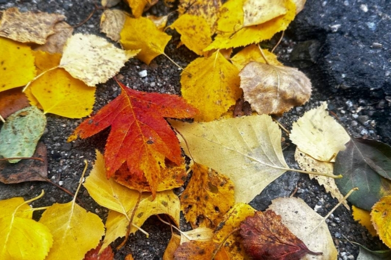 Погода, природа, осень, дождь Анастасия  Москалева, ИА ChitaMedia.su