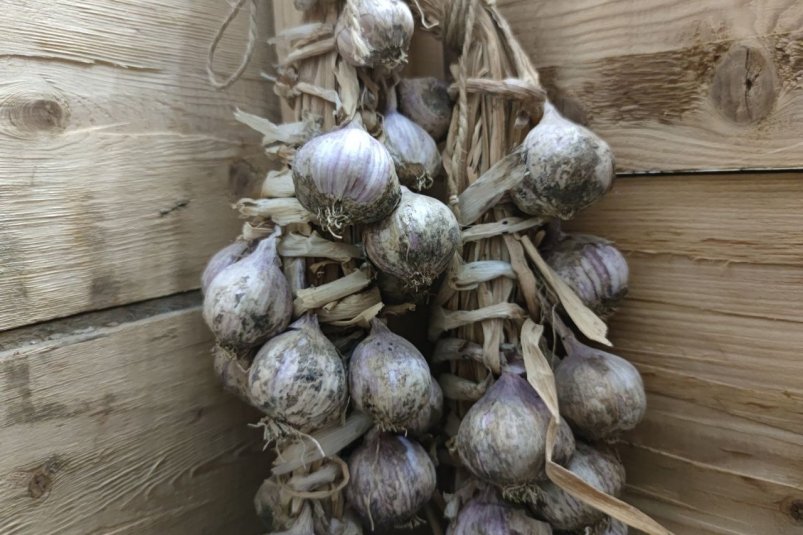 Где посадить чеснок - только не после моркови и свеклы: головки вырастают размером с кулак фото автора