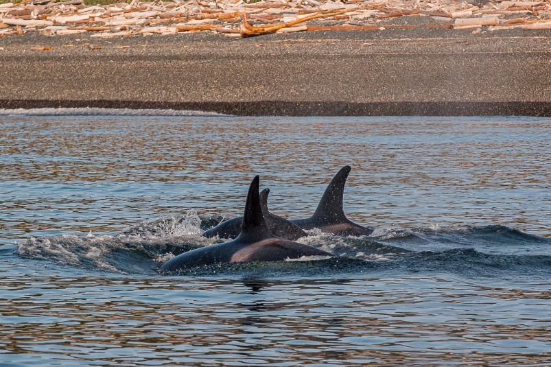 Гороскоп на 21 ноября: Телец в поиске единомышленников, Водолей наводит порядок Мария Смитюк, ИА PrimaMedia