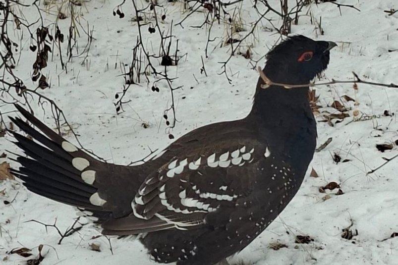 Каменный глухарь тгк (18+) Минприроды Забайкалья