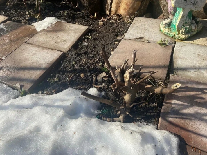 Названы главные ошибки дачников в мороз, которые погубят и сад, и огород ИА PrimaMedia