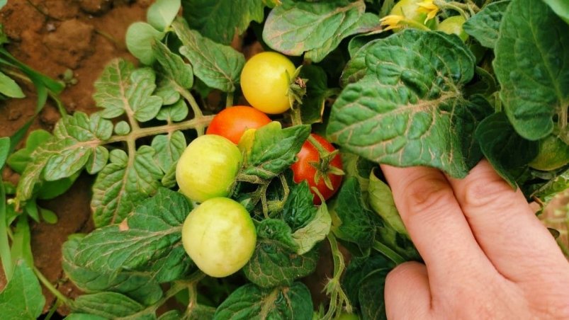 Черри Автора