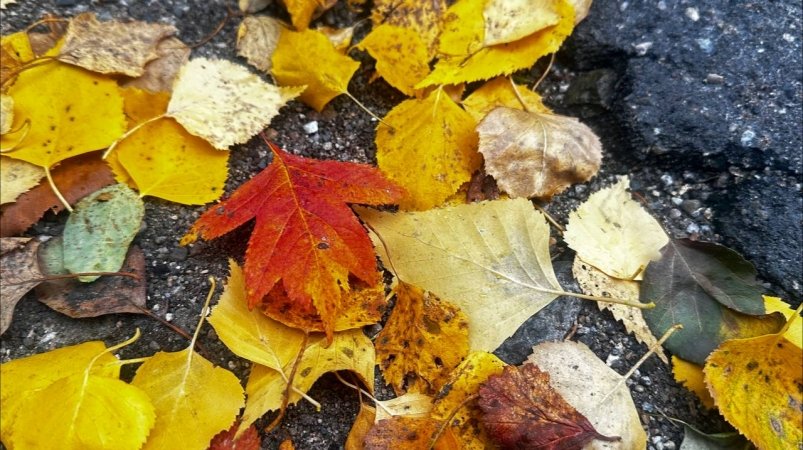 В школе учили все, но лишь единицы вспомнят, кто написал 7/7 стихов про осень - ТЕСТ Анастасия  Москалева, ИА ChitaMedia.su