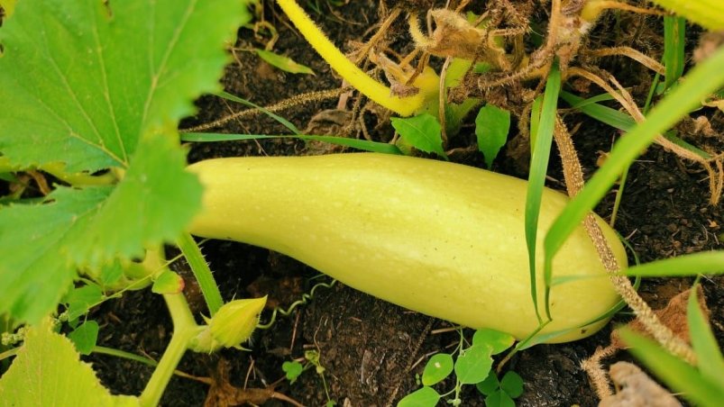 Кабачок Автора