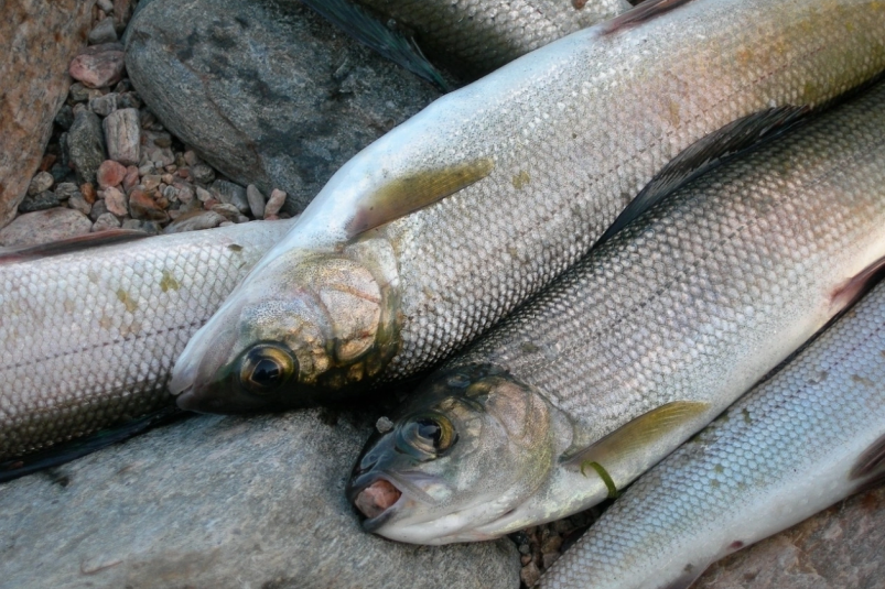 Омуль возвращается ИА ИркутскМедиа