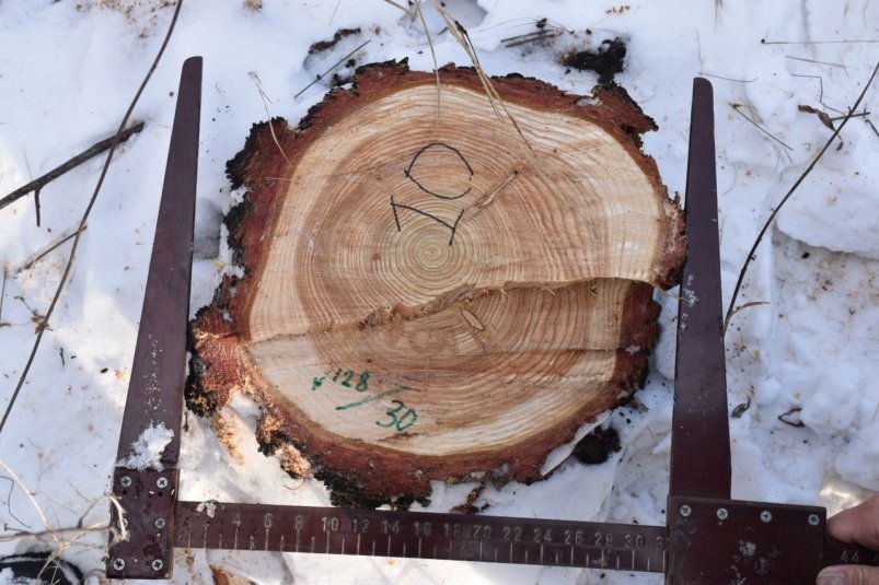 Шесть браконьеров незаконно вырубили лиственницы на 300 тысяч в Ольхонском районе Пресс-служба ГУ МВД России по Иркутской области