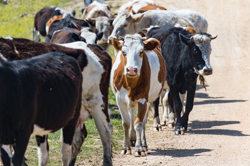 Тематическое фото Илья Аверьянов, ИА PrimaMedia