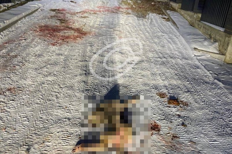 Безнадзорные псы растерзали косулю на Байкальском тракте Тг-канал (18+) "Слива. Иркутск"