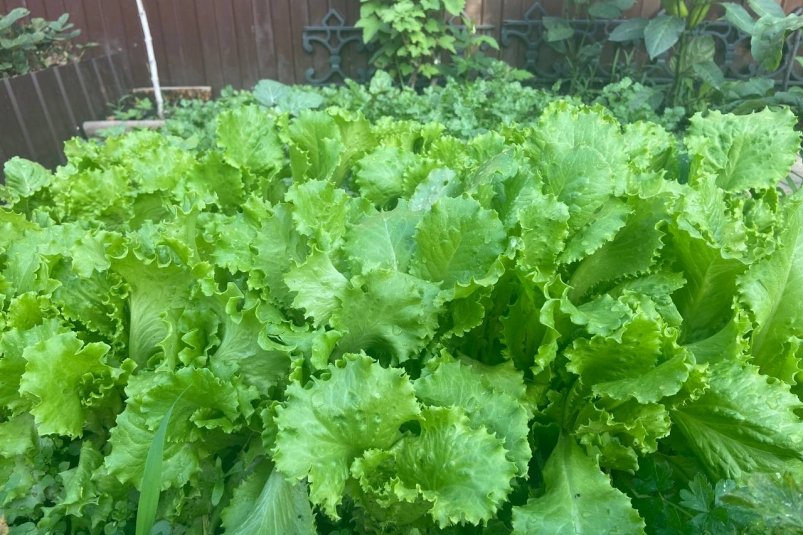 Зелень останется свежей до Нового года: положите это в холодильник — не сгниет и не высохнет ИА StavropolMedia