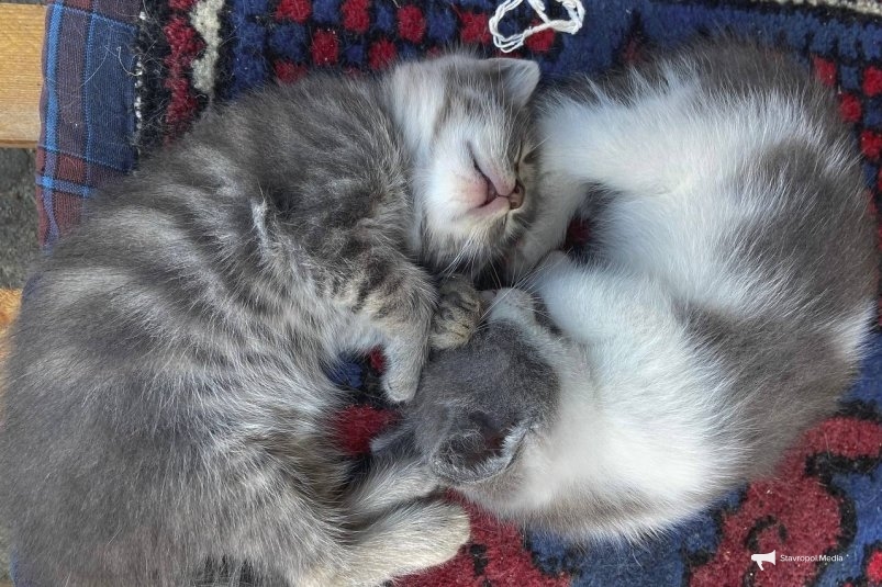 Не болеют, не капризничают, только радуют: 3 породы кошек с богатырским здоровьем ИА Stavropol.Media