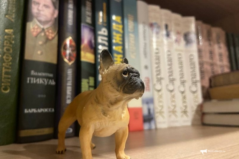 Тематическое фото ИА StolicaMedia