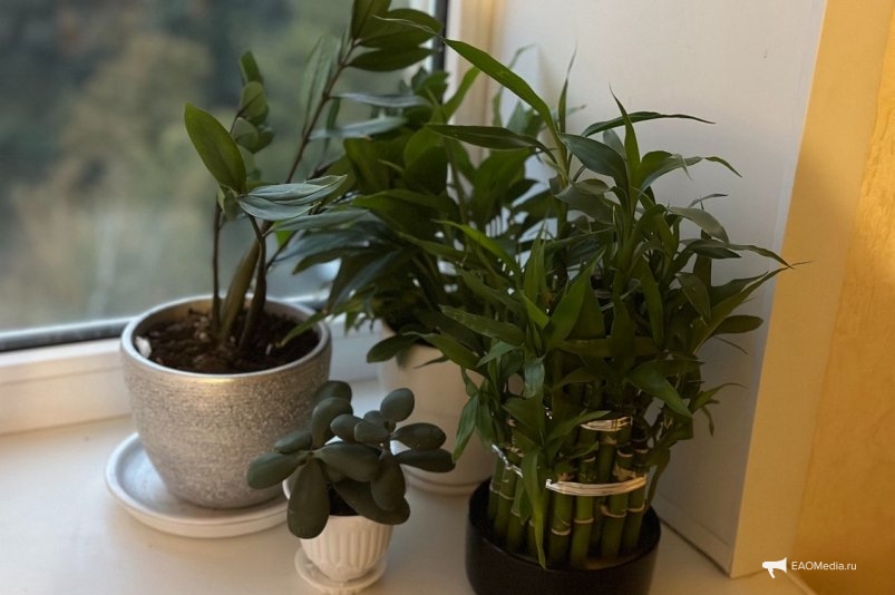 10 г на 1л воды — любые комнатные растения попрут в рост: дешманская подкормка из кухни ИА Stavropol.Media