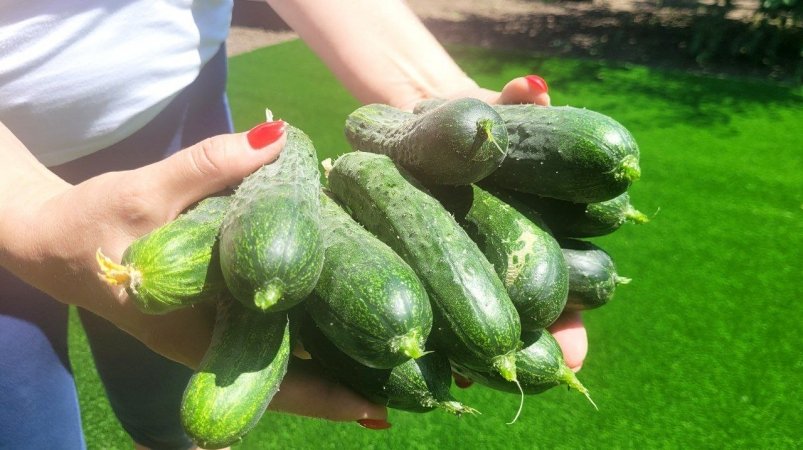 Не сорт, а мечта дачника: получаю до 25 хрустящих огурцов с одного куста - плоды сочные без горечи фото автора
