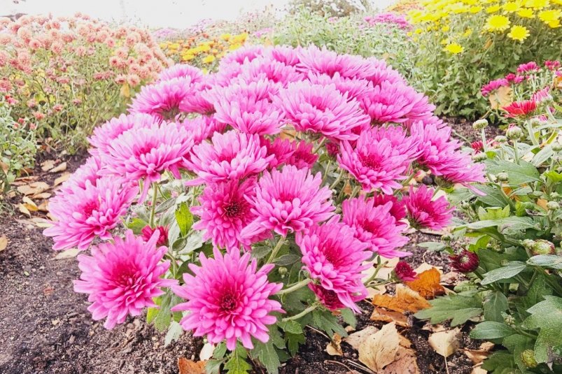 В ноябре хризантема только этого и ждет: всего одна хитрость - и весной куст руками не обхватить фото автора