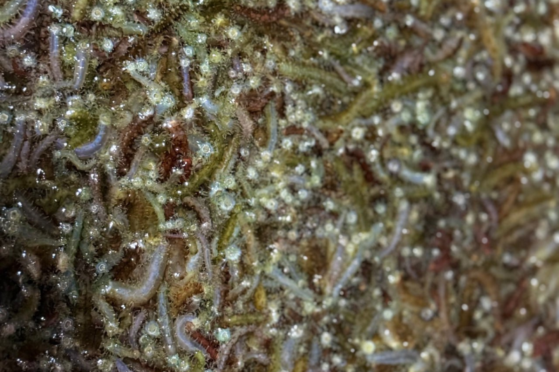 Трепанг пресс-служба Сахалино-Курильского ТУ Росрыболовства