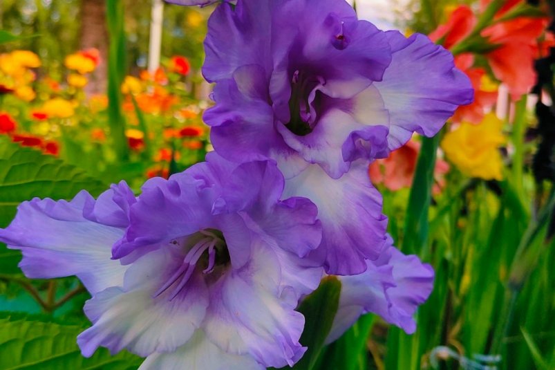 Изящество на смену "гренадерам": гладиолусы снова в моде, но другие — 3 гибрида, которые ищут цветоводы ИА StavropolMedia