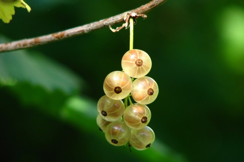 Тематическое фото Pxhere.com